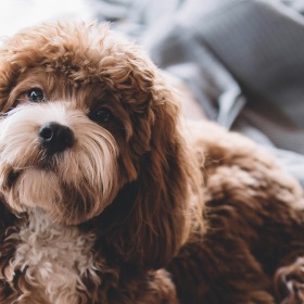We love our furry friends a puppy with its head tilted